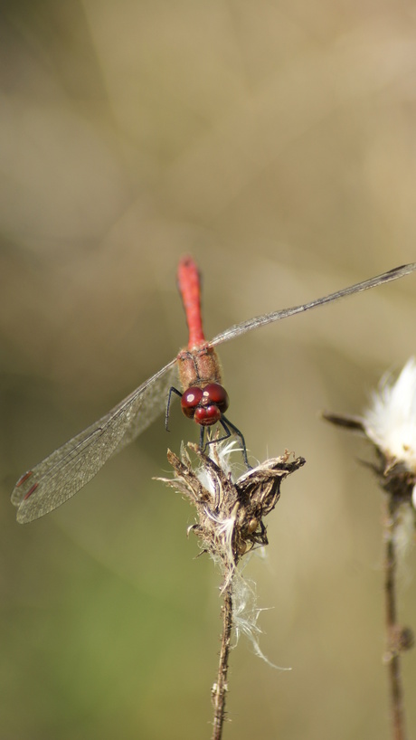 Bloedrode Heidelibel