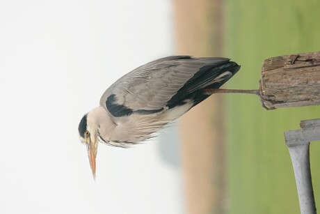 Reiger 2