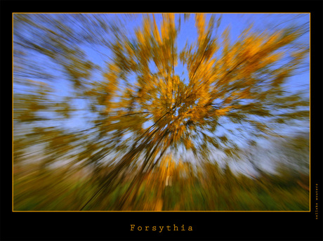 Forsythia