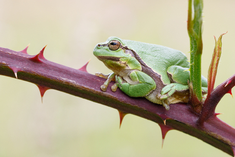 Europese boomkikker - Hyla arborea