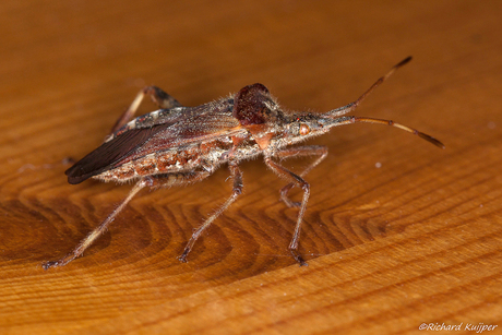 Bladpootrandwants (Leptoglossus occidentalis)