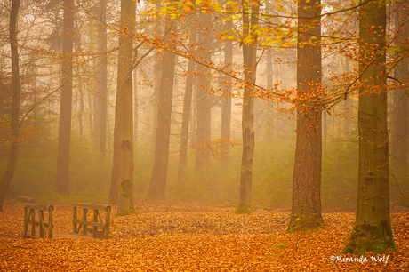 Mist in het bos