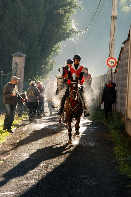 dampende paarden