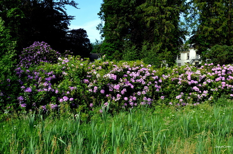 Rohdodendrons