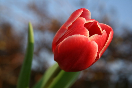 tulp