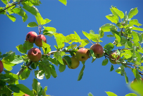 Appeltje voor de dorst