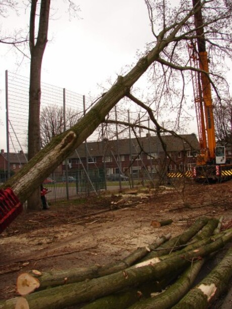 bomenkap Carpstraat Helmond