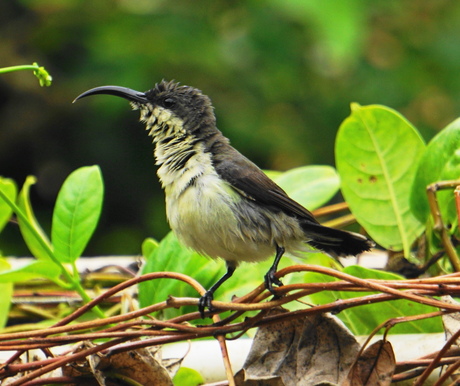 Sunbird 3 (1)