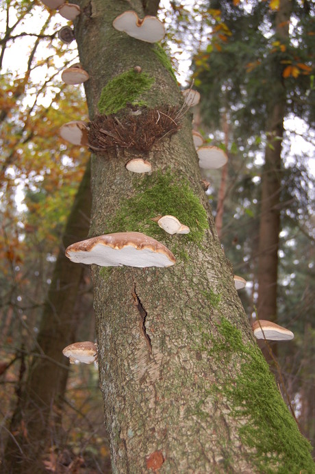 paddestoelen