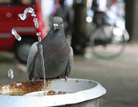 Amsterdams duifje