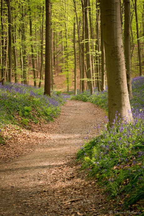 Magical Forest