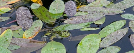 Groene kikker II