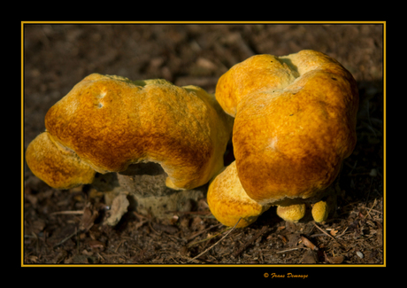 Bollen op de grond