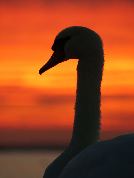 Zwaan bij zonsondergang