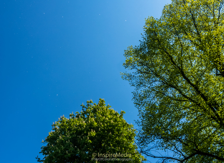 Watching (NotSnow) Fall Yesterday Noorderplantsoen Park #InspireMedia