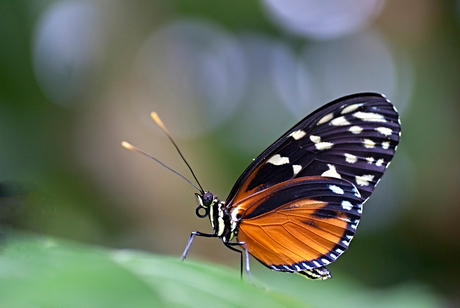 Orange beauty