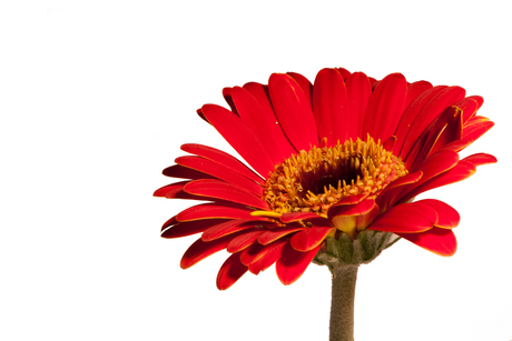 Gerbera