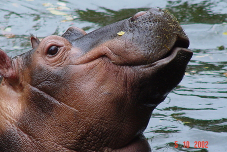 Het lachende nijlpaard