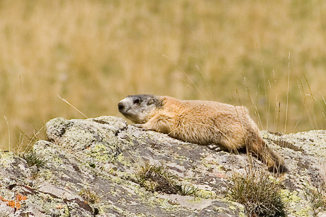 Alpen marmot