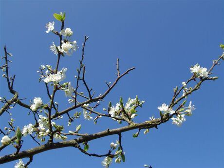 bloesem van de Pruimenboom