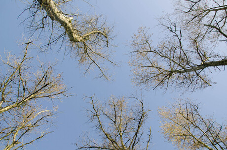 kale bomen