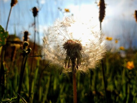 Twentse pluizebol