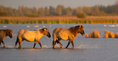 Koninck paarden Lauwersmeer