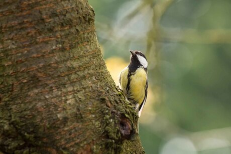 Vogels in de tuin