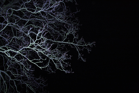 Lightning tree