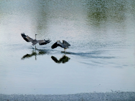 Ruzie bij de reigers