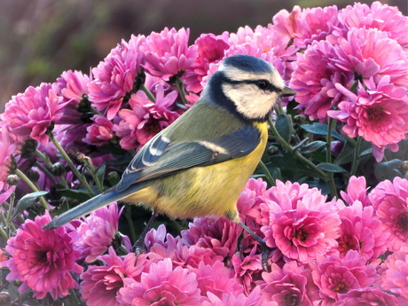 Pimpeltje tussen de bloemen