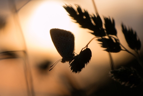 Tegen het licht