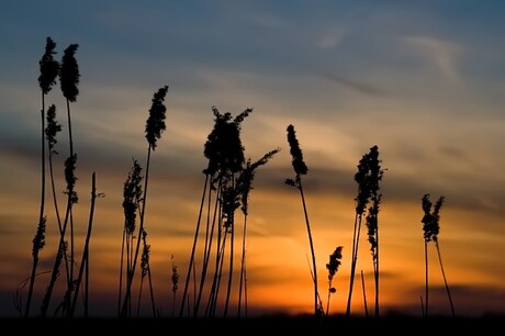 Riet in de schermering