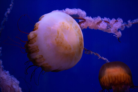 Jellyfish-1