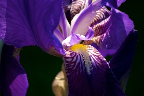 iris