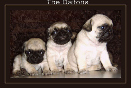 The daltons