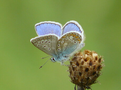 Icarusblauwtje.(Polyommatus icarus)