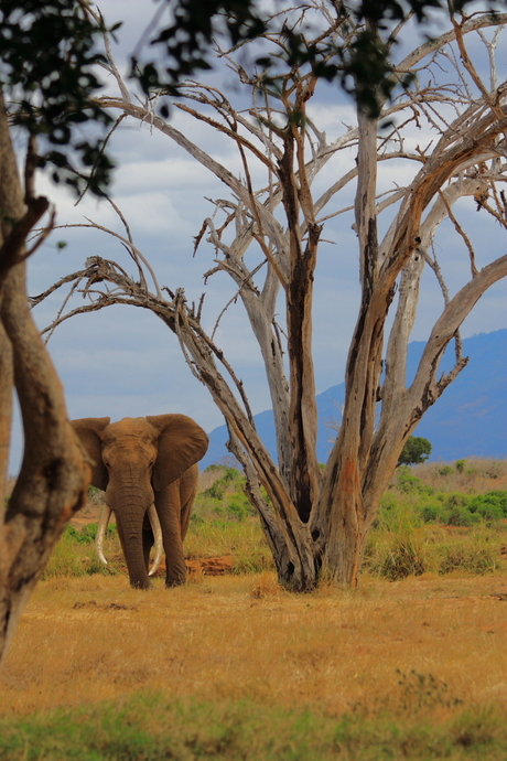 Red Elephan at Tsavo East