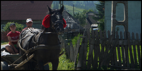 ROMANIA paard en wagen