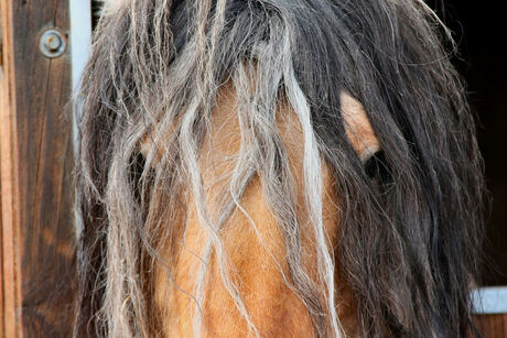 paard(en)haar