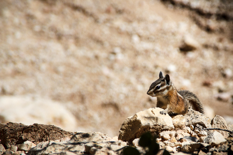 Chipmunk in Bryce Canyon