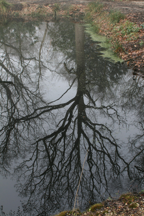 spiegeltje in het water 1