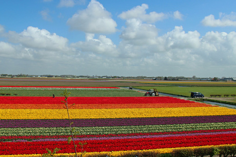 Keukenhof 7.jpg