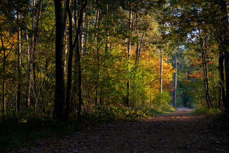 Herfst in het Mastbos