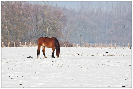 Paard in de sneeuw