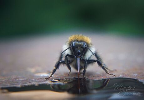 Bumblebee 2