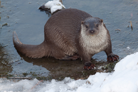 otter winter oostvaardersplassen.jpg