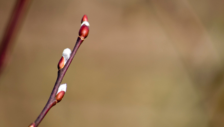 Spring is in the air