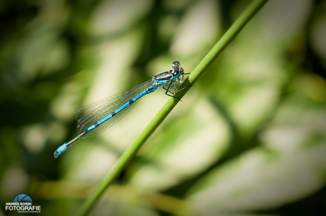 Blauwe libelle