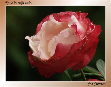 Roos in mijn tuin